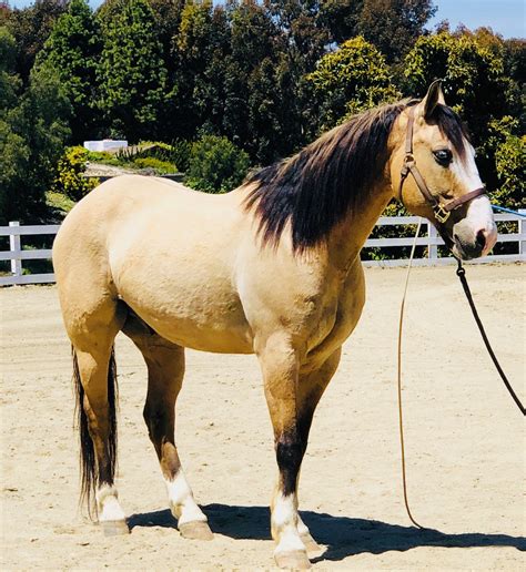 2022 Cremello AQHA Quarter Horse Filly 9,500. . Horses for sale in az